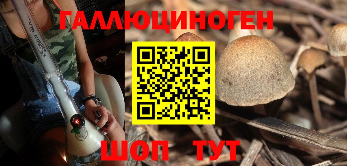 хочу наркоту  Вход с VPN  Мончегорск  Псилоцибиновые грибы Psilocybine cubensis 